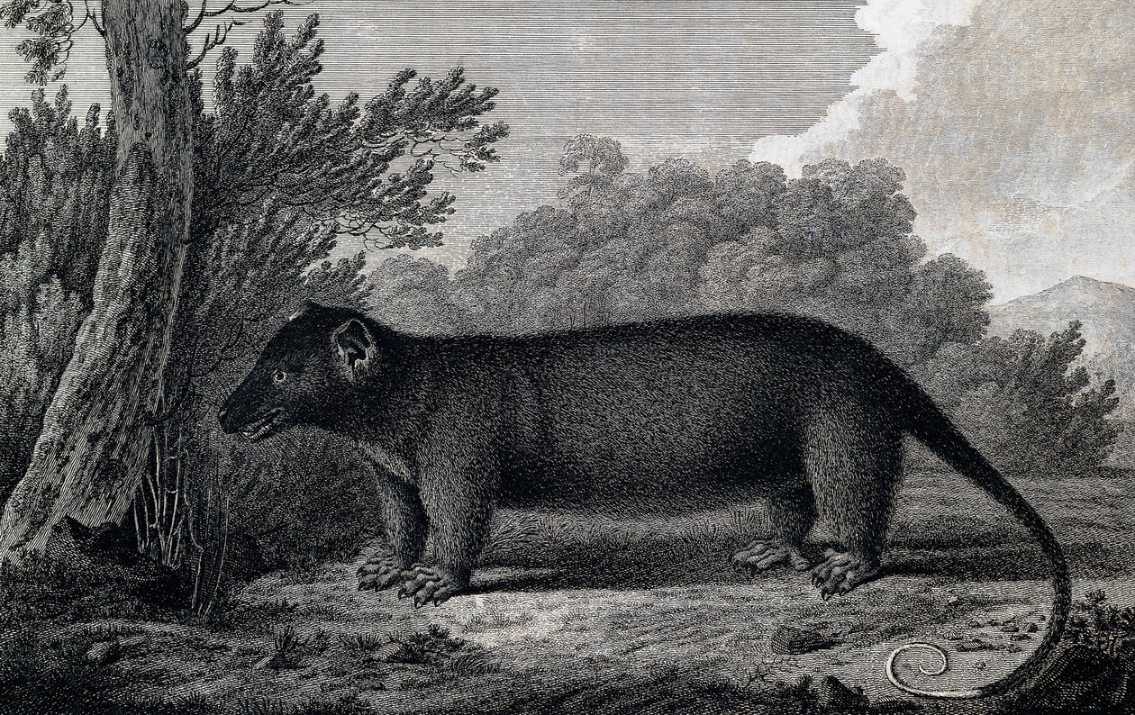 Opossum, gravering efter tegning af John Webber (1750-1793) lavet under James Cooks tredje rejse af John Webber