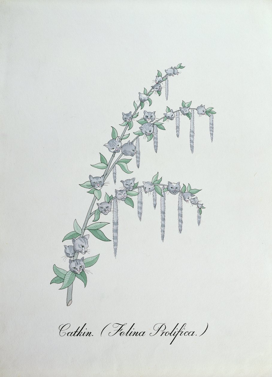 Catkin (Felina Prolifica.), illustration fra 