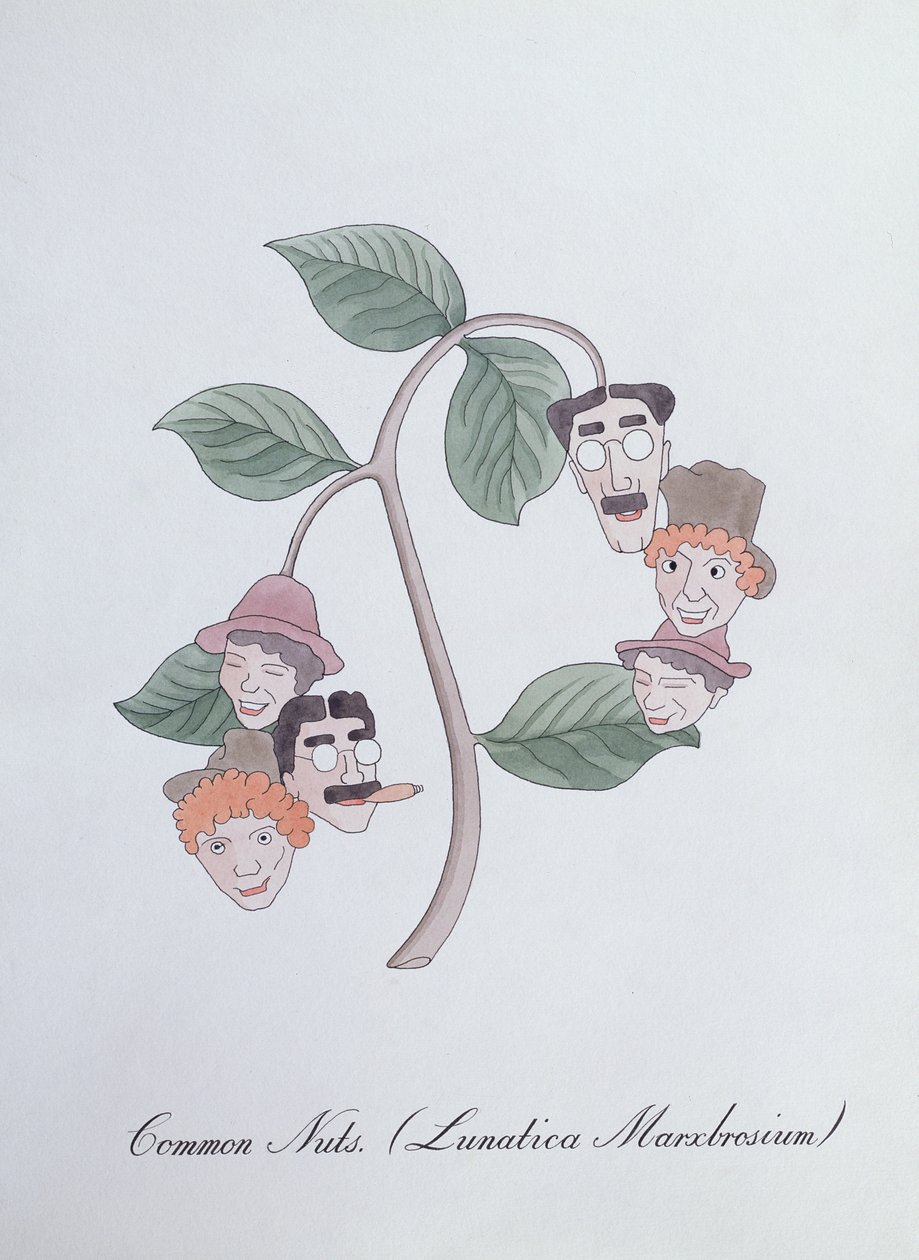 Almindelige nødder. (Lunatica Marxbrosium), illustration fra 