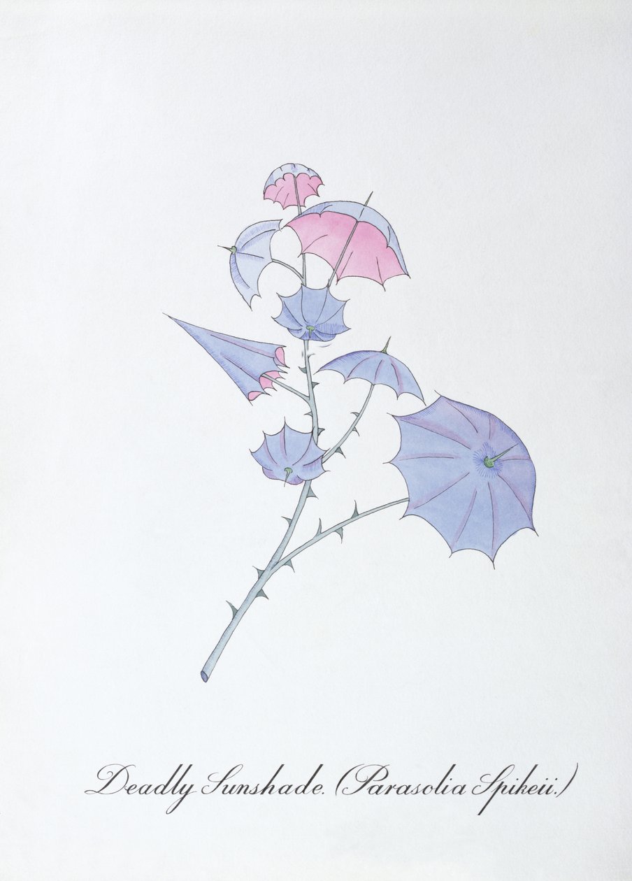 Deadly Sunshade (Parasolia Spikeii.), illustration fra 