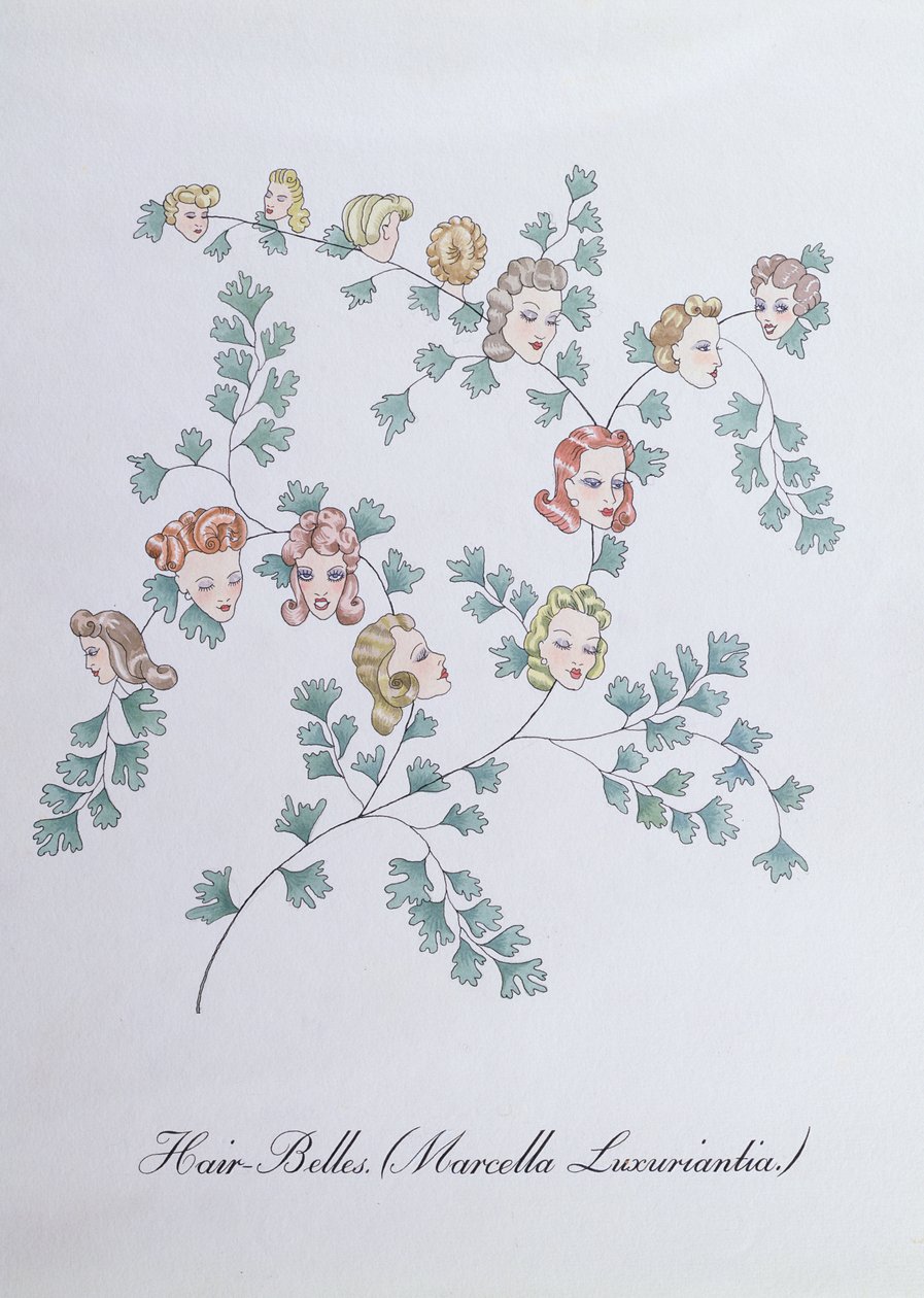 Hair-Belles (Marcella Luxuriantia), illustration fra 