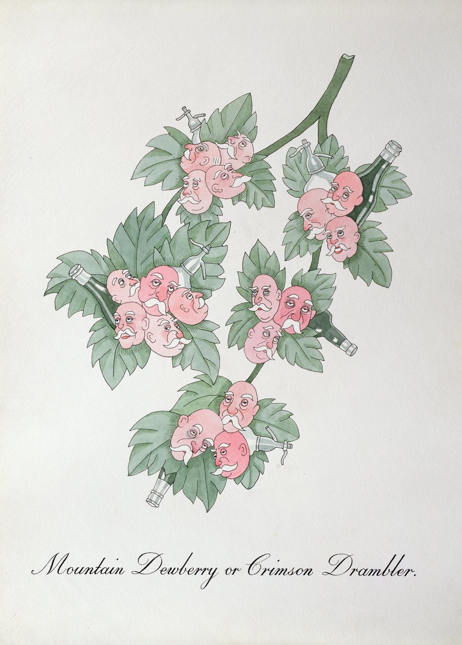 Mountain Dewberry eller Crimson Drambler, illustration fra 