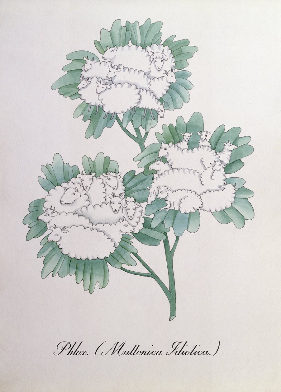 Phlox. (Muttonica Idiotica), illustration fra 
