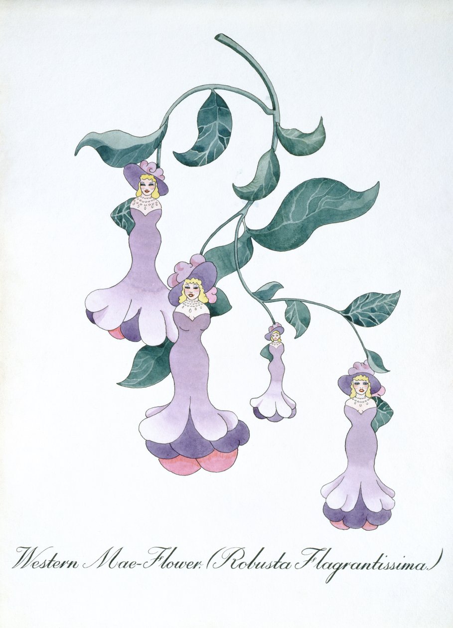 Western Mae-Flower (Robusta Flagrantissima), illustration fra 