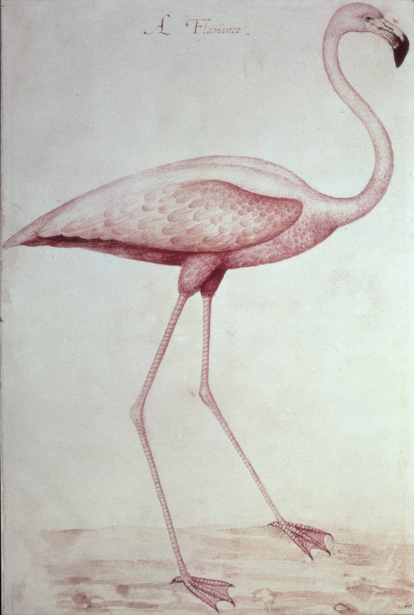 Flamingo (tegning) af John White