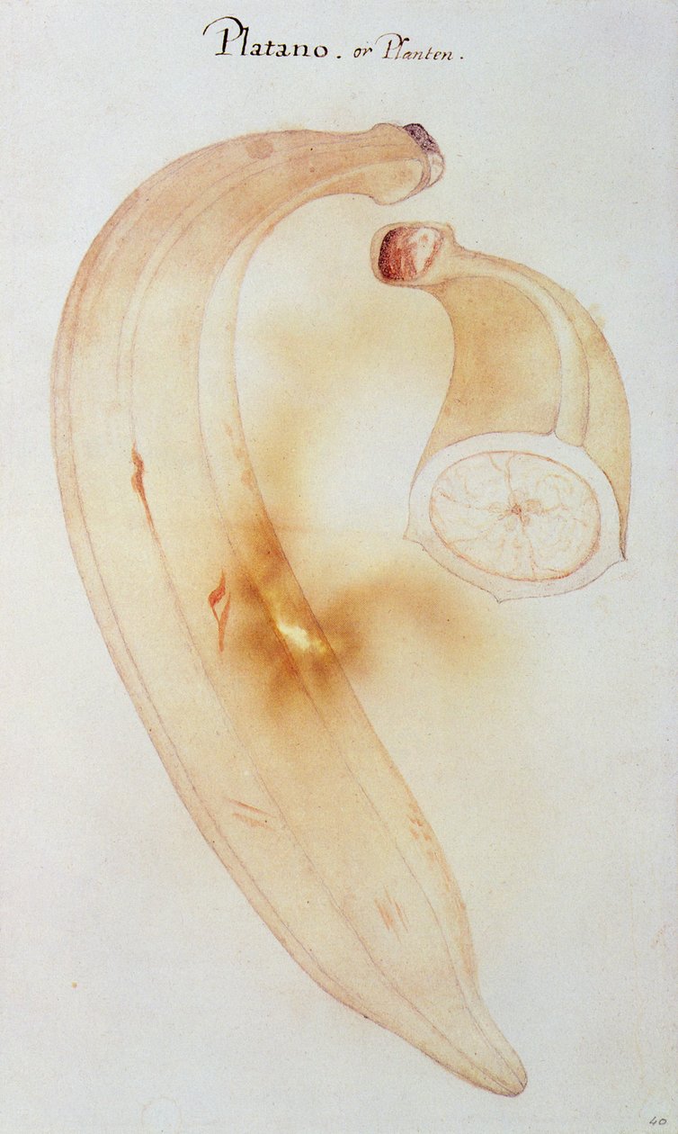 Hornplantain af John White