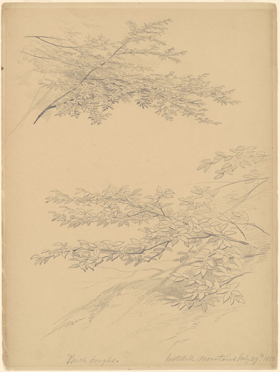 Birch Boughs, Catskill Mountains af John William Casilear