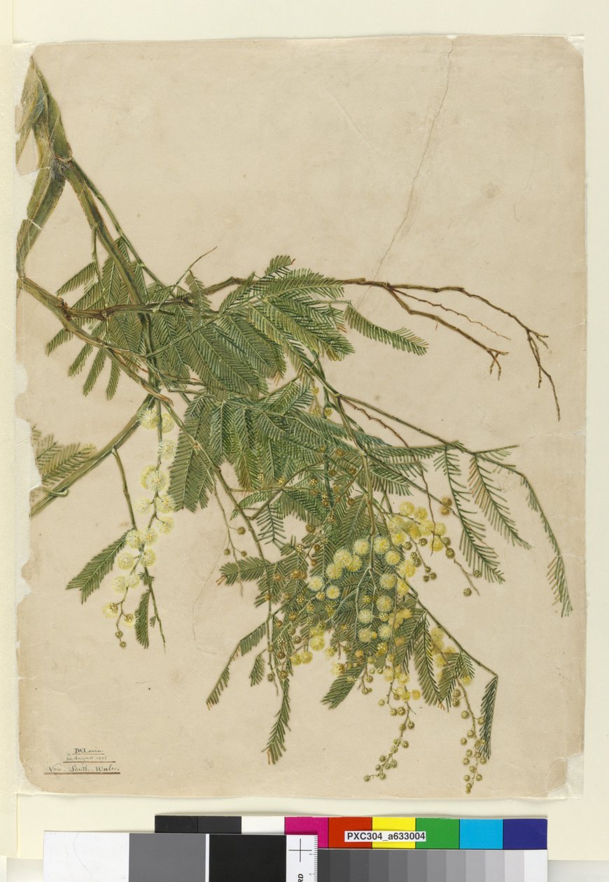 Acacia, 1805 (wc, pen, blæk og blyant) af John William Lewin