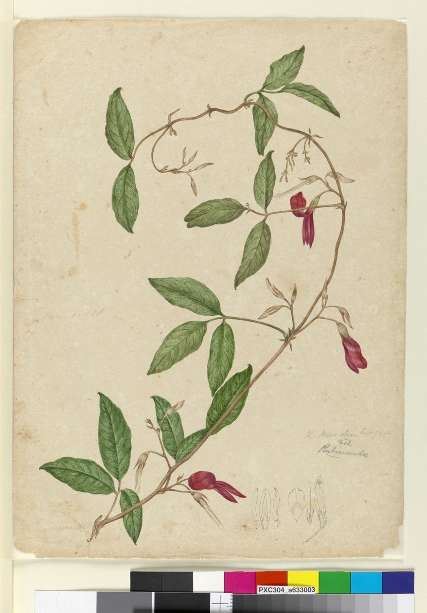 Kennedia rubicunda, ca. 1803-06 (wc, kuglepen, blæk og blyant) af John William Lewin