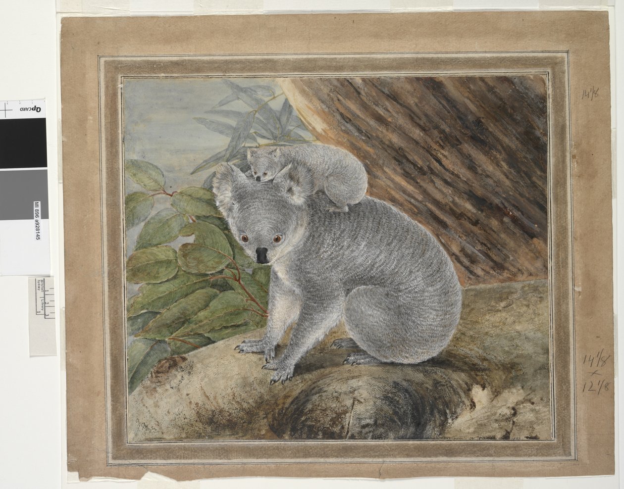 Koala og unge, 1803, J.W. Lewin, 1803 (wc og gouache) af John William Lewin