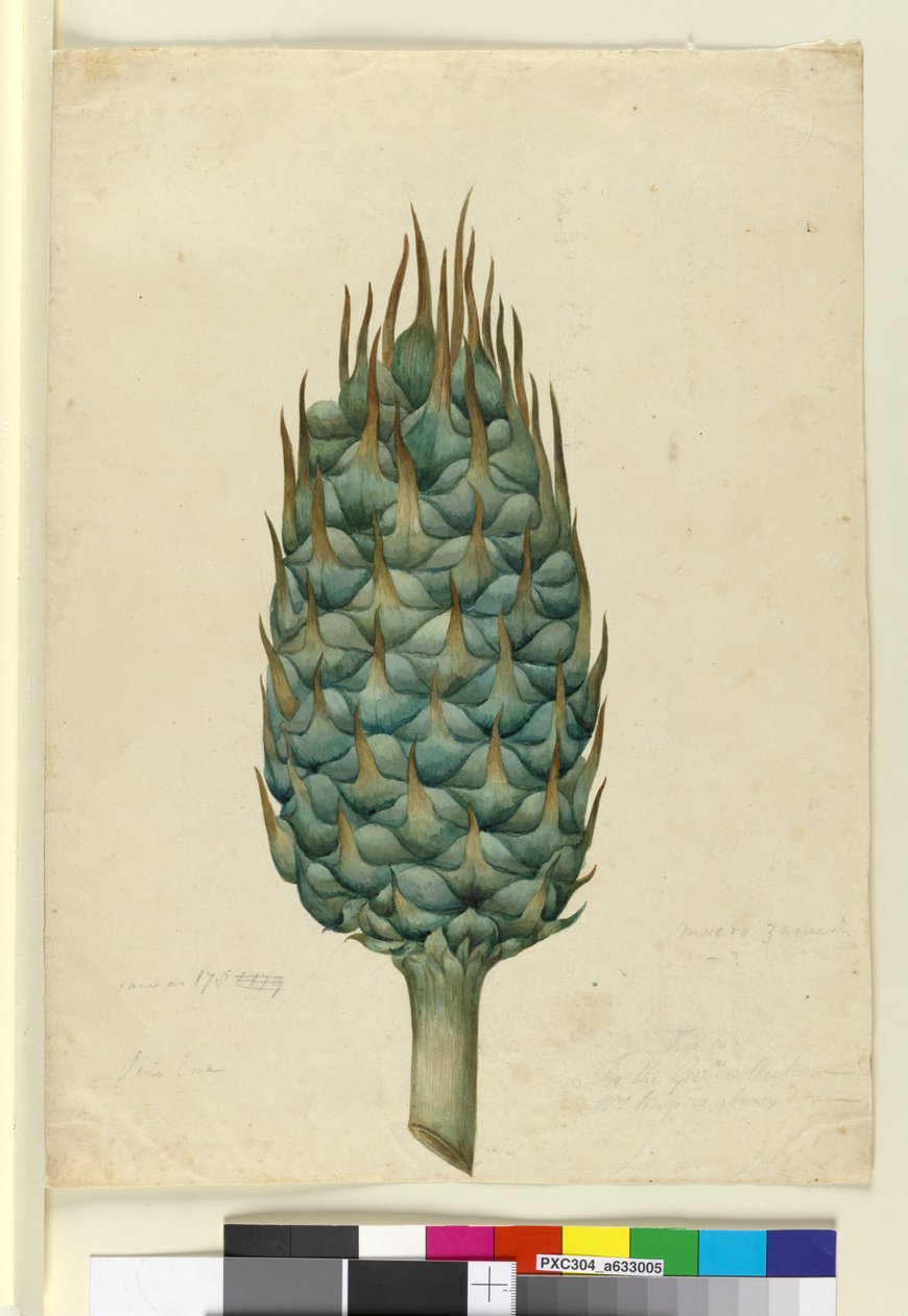 Macrozamia, ca. 1803-06 (wc, pen, blæk og blyant) af John William Lewin