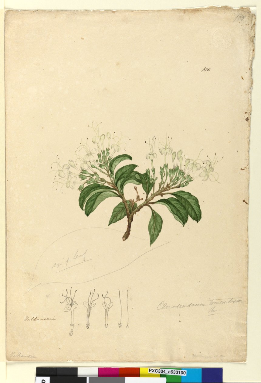 Side 100. Clerodendrum tomentosum, ca. 1803-06 (wc, kuglepen, blæk og blyant) af John William Lewin