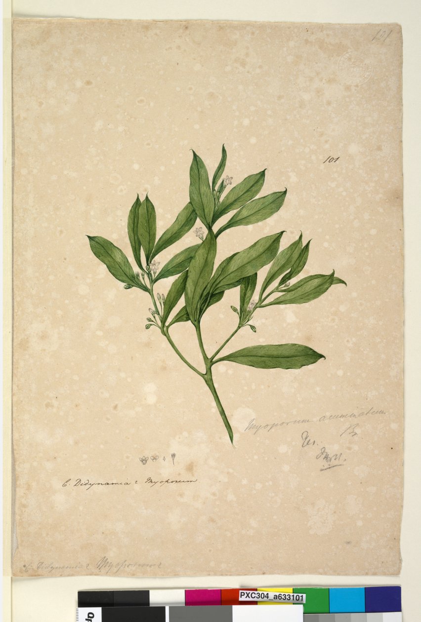 Side 101. Myoporum acuminatum, ca. 1803-06 (wc, pen, blæk og blyant) af John William Lewin