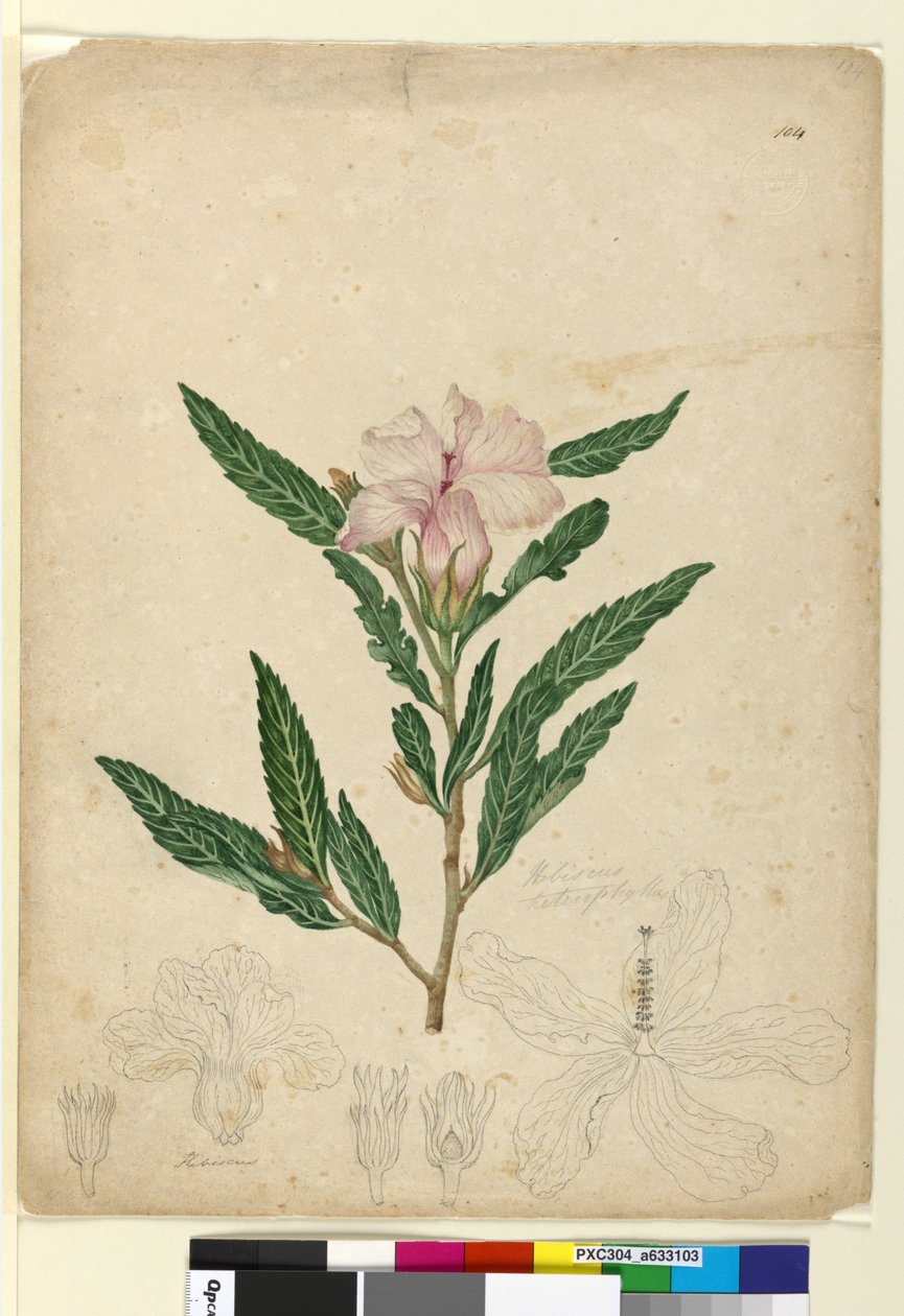 Side 104. Hibiscus heterophyllus, ca. 1803-06 (wc, pen, blæk og blyant) af John William Lewin