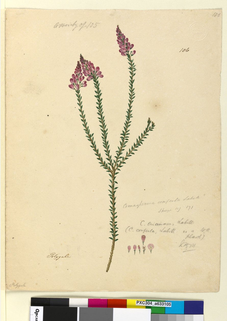 Side 106. Comesperma ericinum, c.1803-06 (wc, pen, blæk og blyant) af John William Lewin