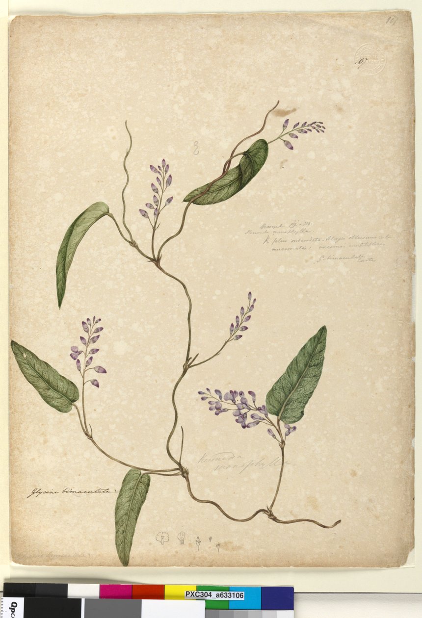 Side 107. Glycine bimaculataGlycine tabacina?, c.1803-06 (wc, pen, blæk og blyant) af John William Lewin