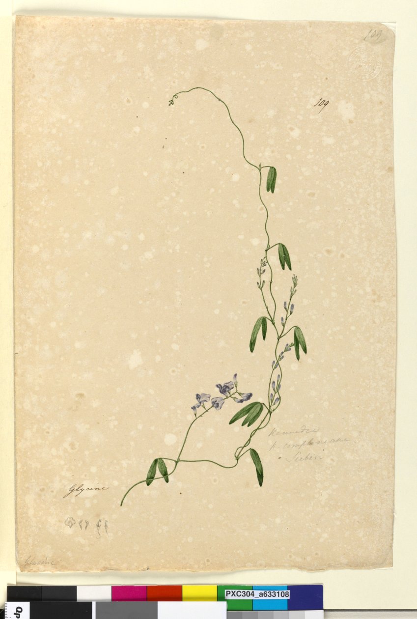 Side 109. Kennedia comptonianaHardenbergia comptoniana, c.1803-06 (wc, pen, blæk og blyant) af John William Lewin