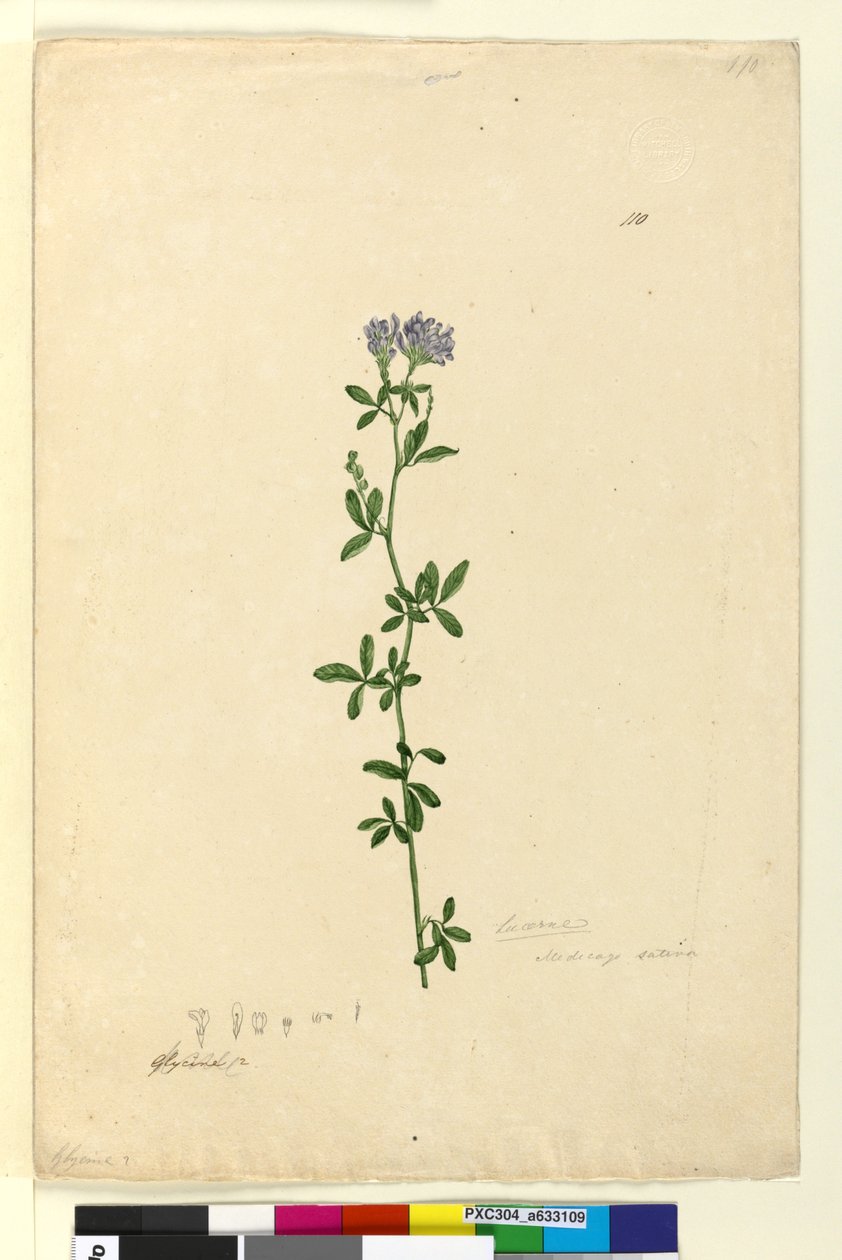 Side 110. Medicago sativa, ca. 1803-06 (wc, pen, blæk og blyant) af John William Lewin
