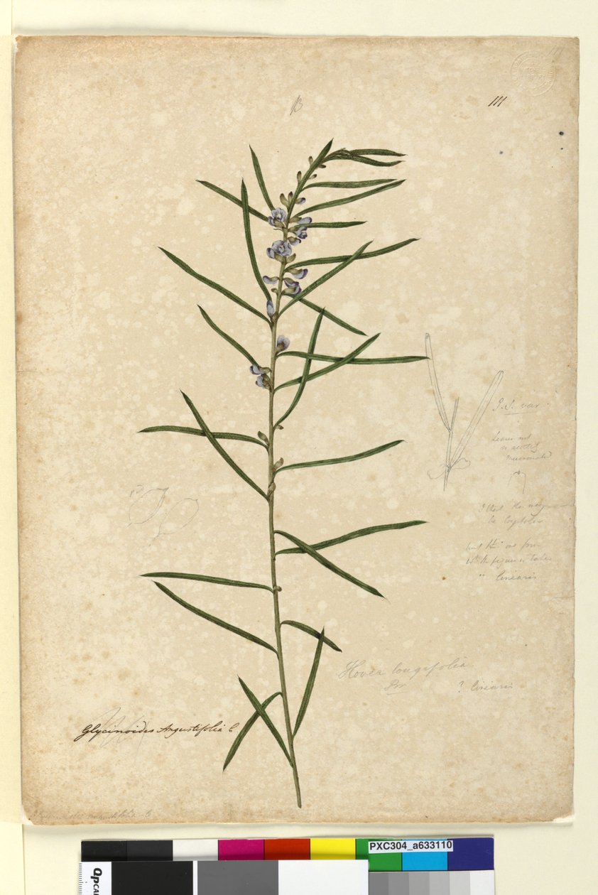 Side 111. Hovea longifolia, ca. 1803-06 (wc, kuglepen, blæk og blyant) af John William Lewin