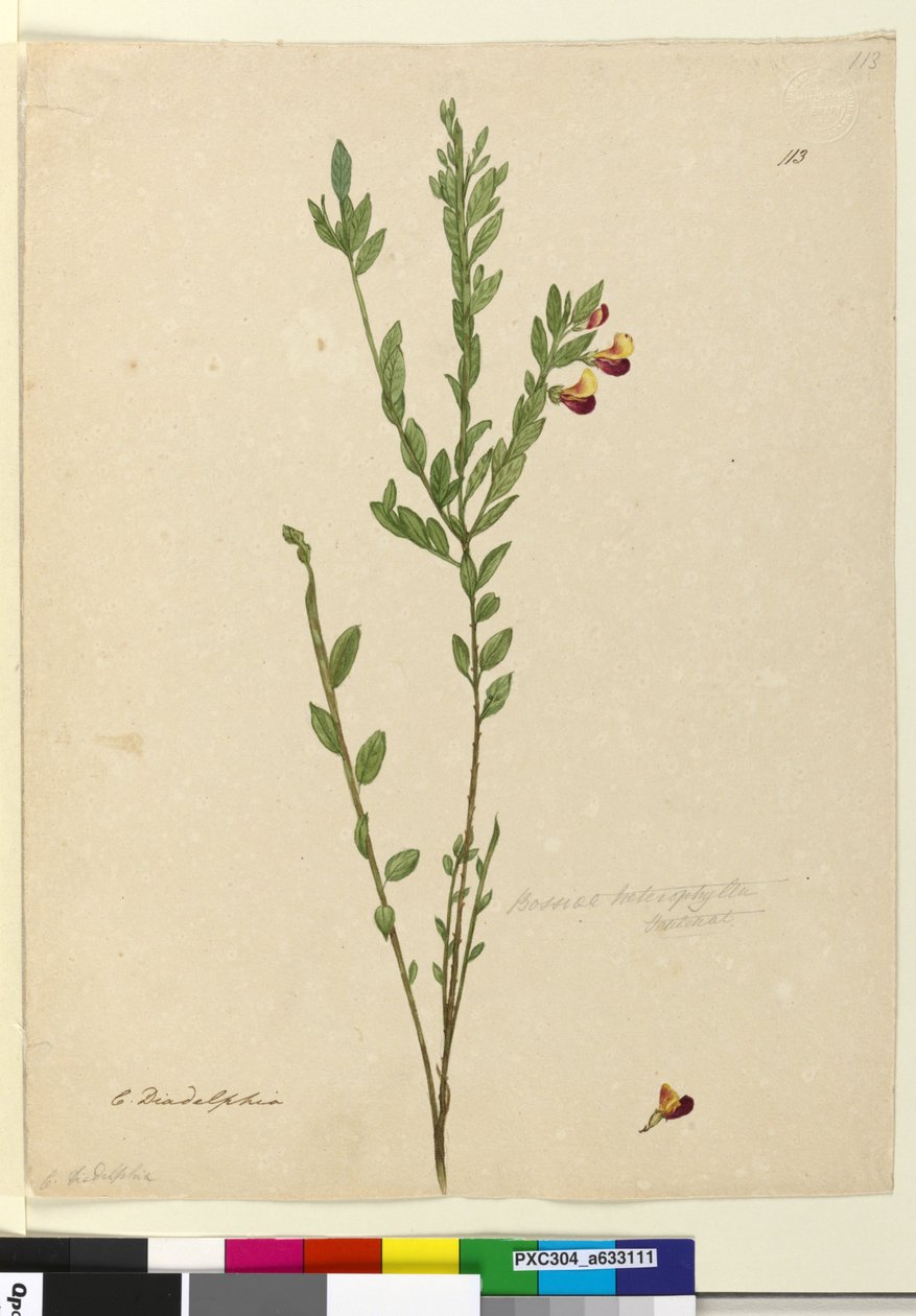 Side 113. Bossiaea heterophylla, ca. 1803-06 (wc, kuglepen, blæk og blyant) af John William Lewin