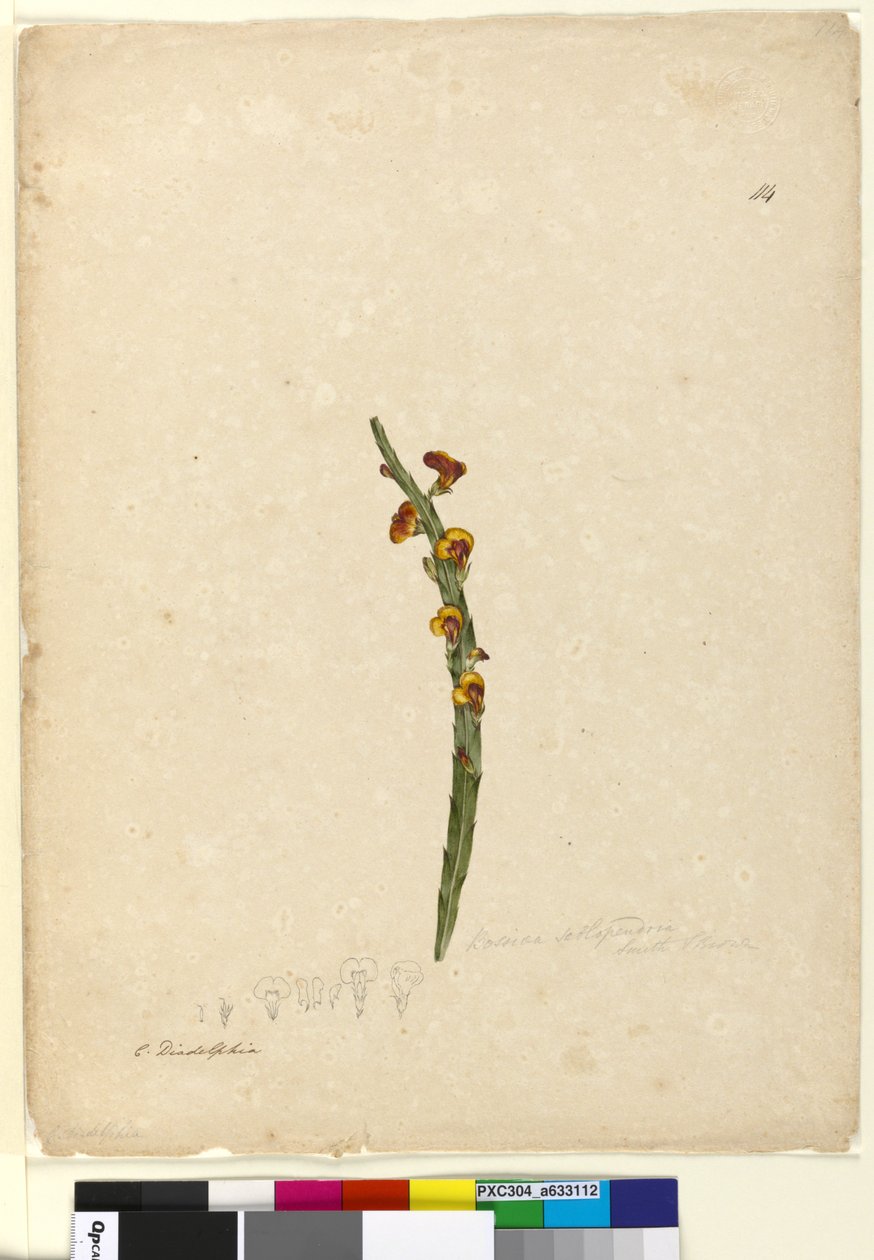 Side 114. Bossiaea scolopendria, ca. 1803-06 (wc, kuglepen, blæk og blyant) af John William Lewin