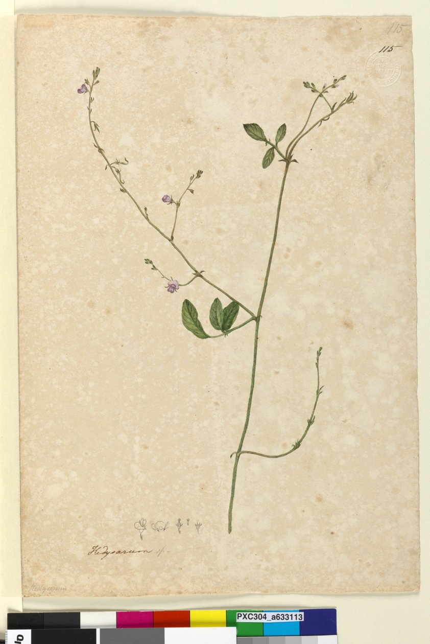 Side 115. Hedysarum, ca. 1803-06 (wc, kuglepen, blæk og blyant) af John William Lewin