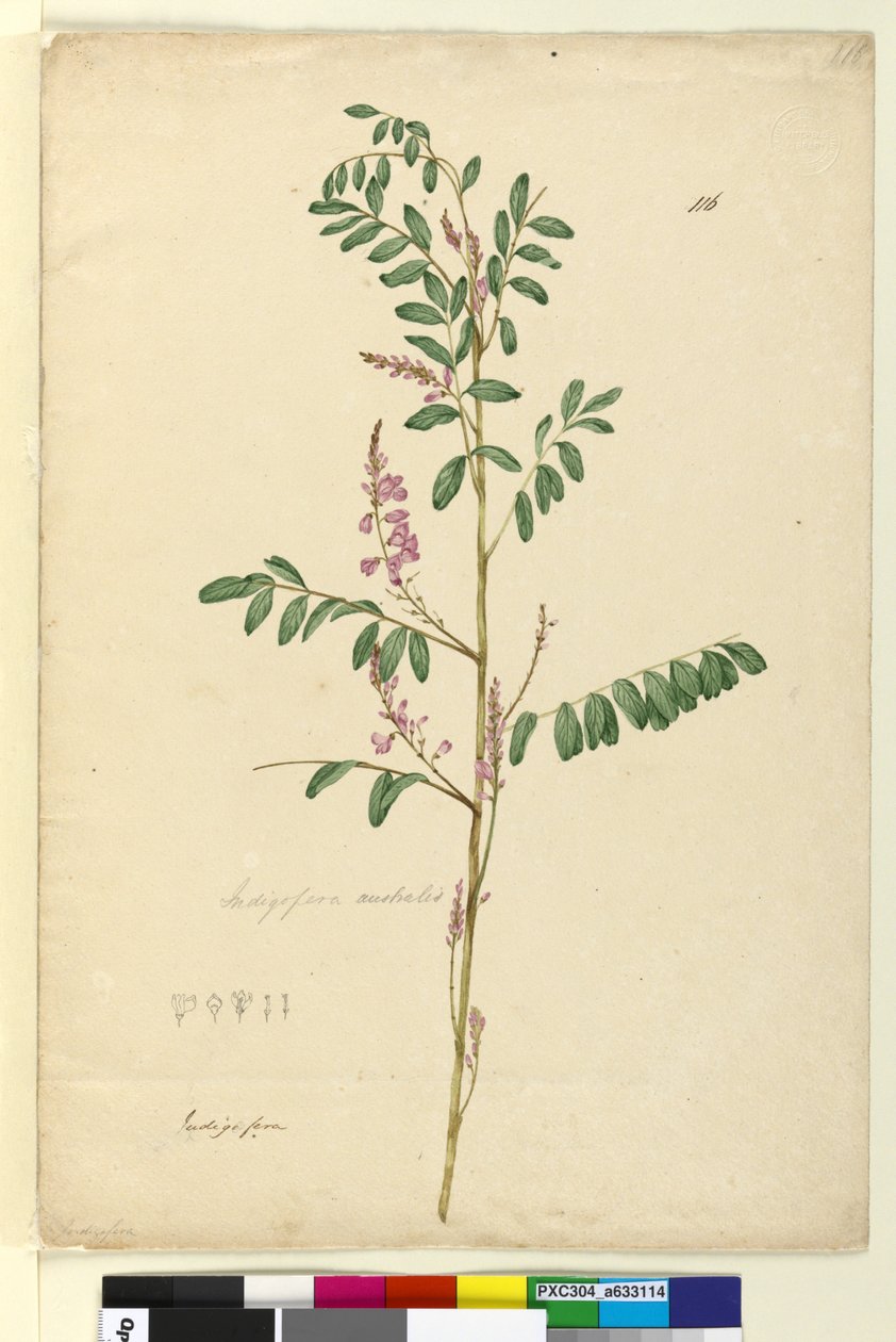 Side 116. Indigofera australis, ca. 1803-06 (wc, kuglepen, blæk og blyant) af John William Lewin
