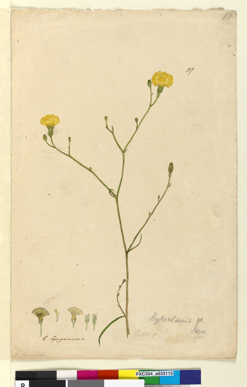 Side 117. Hypochaeris, c.1803-06 (wc, pen, blæk og blyant) af John William Lewin