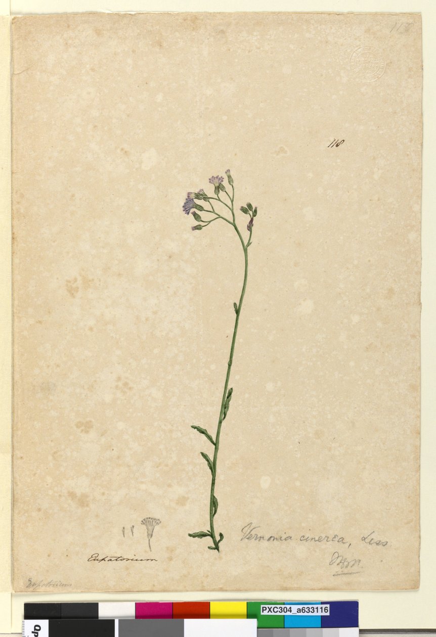 Side 118. Vernonia cinerea, ca. 1803-06 (wc, kuglepen, blæk og blyant) af John William Lewin