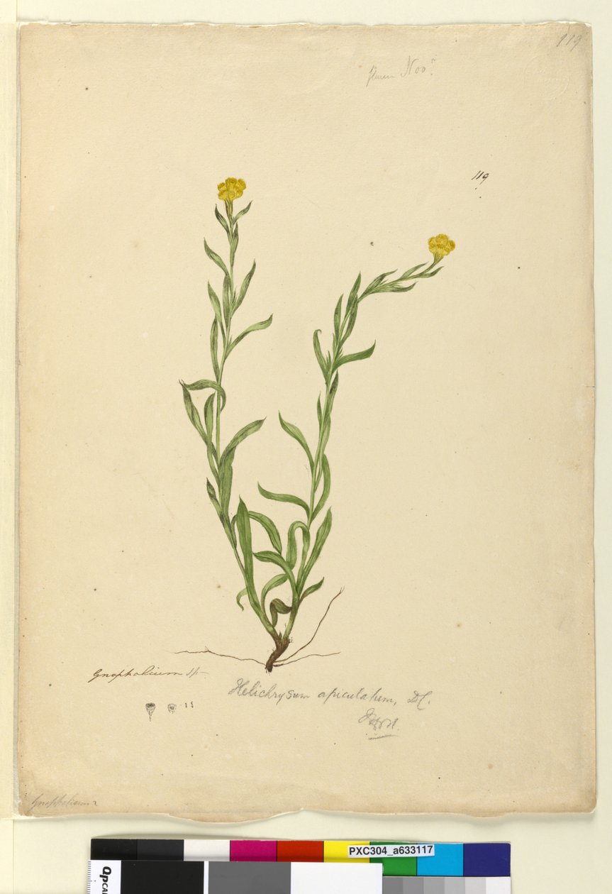 Side 119. Helichrysum apiculatumChrysocephalum apiculatum, c.1803-06 (wc, pen, blæk og blyant) af John William Lewin