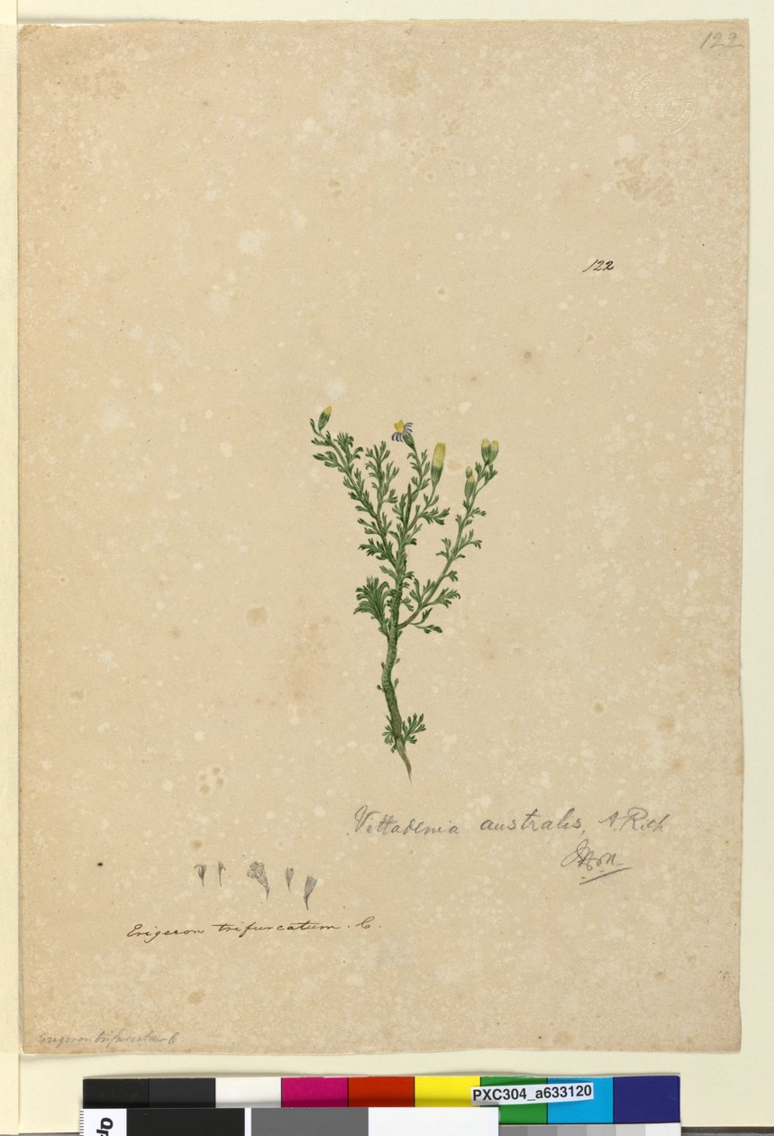 Side 122. Vittadinia australis, ca. 1803-06 (wc, pen, blæk og blyant) af John William Lewin