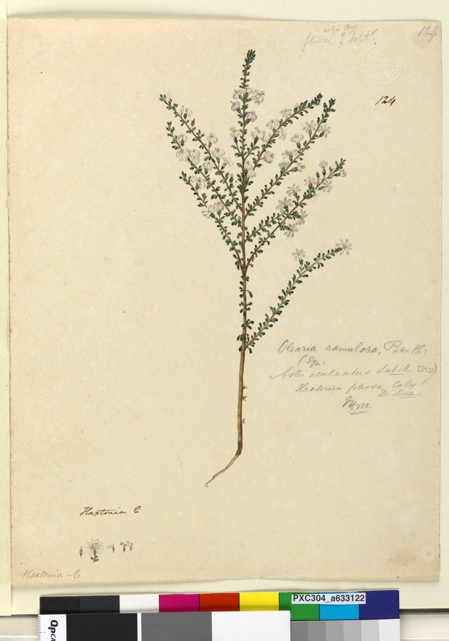 Side 124. Olearia ramulosa, ca. 1803-06 (wc, kuglepen, blæk og blyant) af John William Lewin