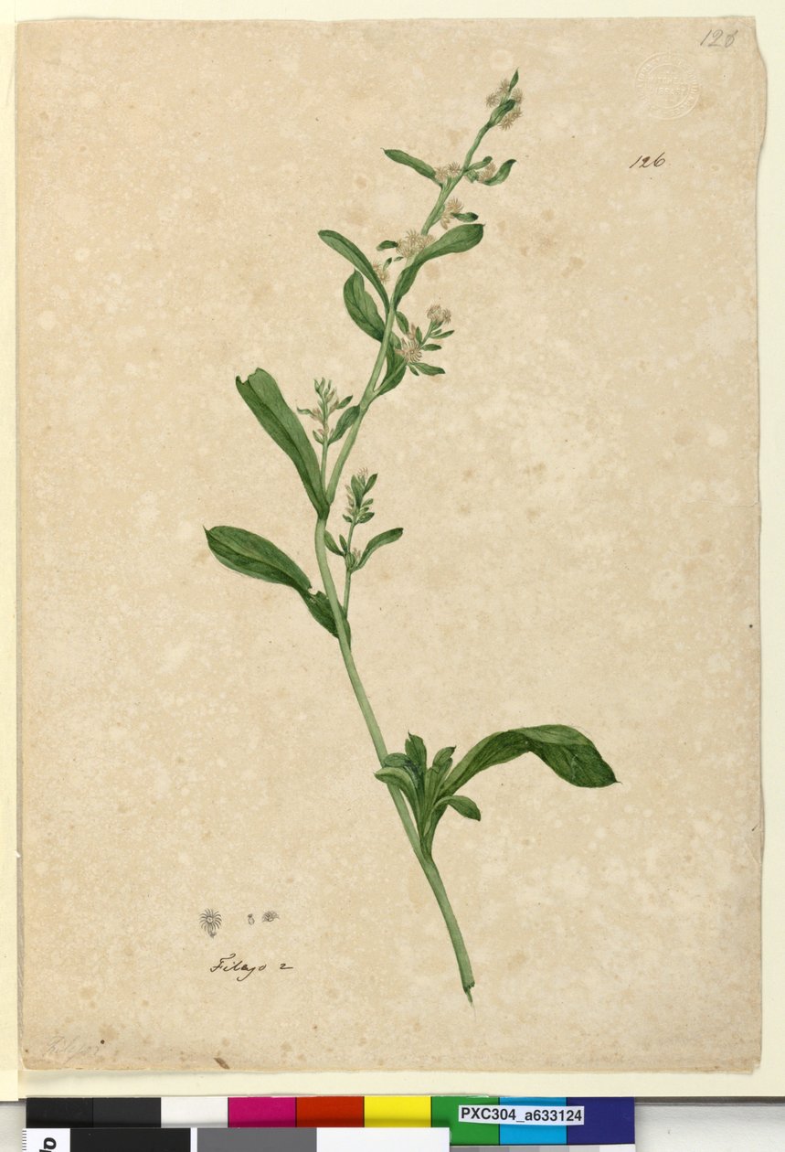 Side 126. Filago, ca. 1803-06 (wc, kuglepen, blæk og blyant) af John William Lewin