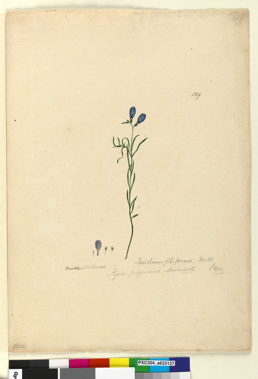 Side 129. Ionidium filiforme, c.1803-06 (wc, pen, blæk og blyant) af John William Lewin