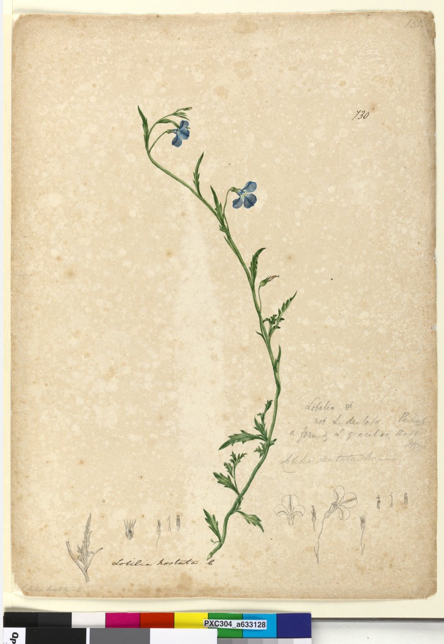 Side 130. Lobelia hostataLobelia gracilis, c.1803-06 (wc, pen, blæk og blyant) af John William Lewin