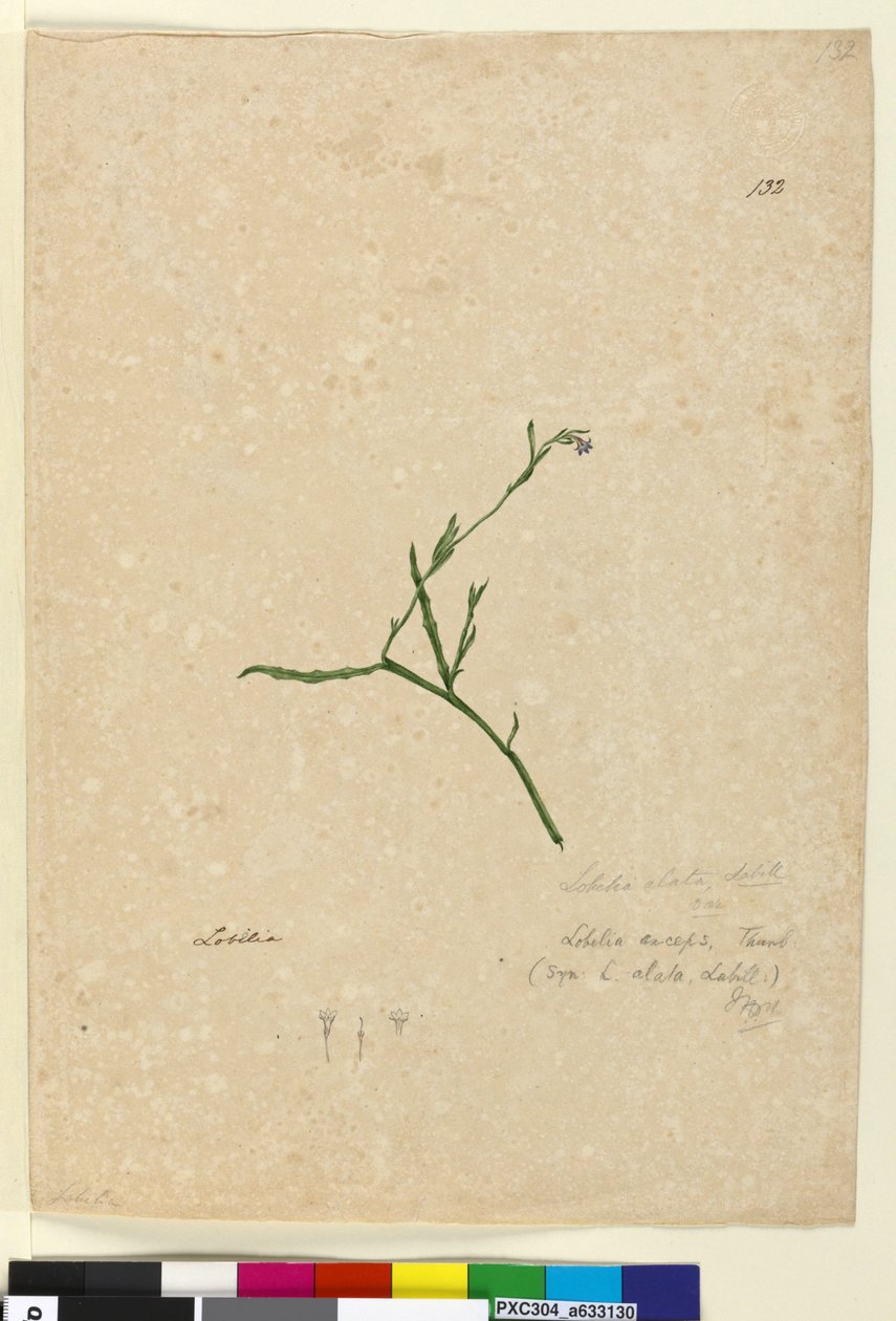 Side 132. Lobelia alata, ca. 1803-06 (wc, kuglepen, blæk og blyant) af John William Lewin