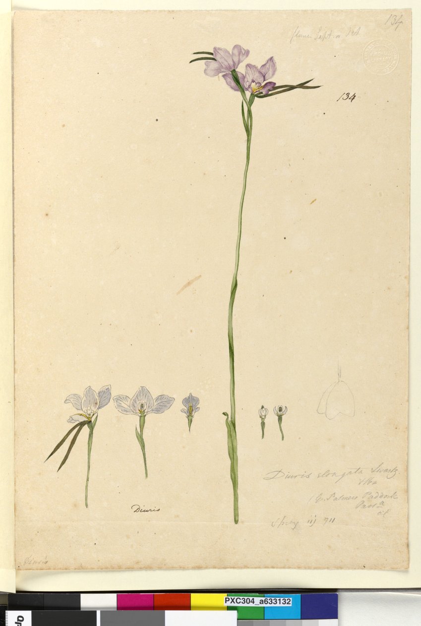 Side 134. Diuris elongata, ca. 1803-06 (wc, pen, blæk og blyant) af John William Lewin