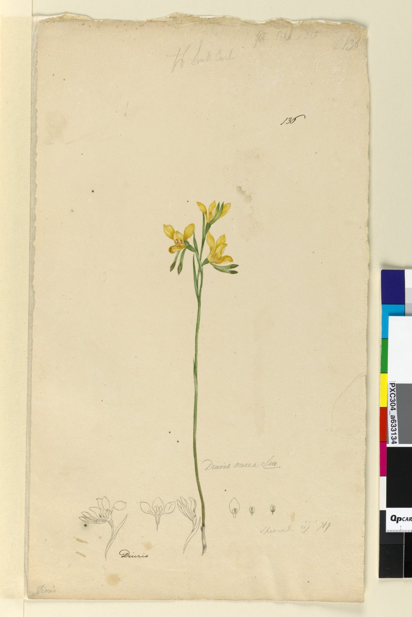Side 136. Diuris aurea, ca. 1803-06 (wc, pen, blæk og blyant) af John William Lewin