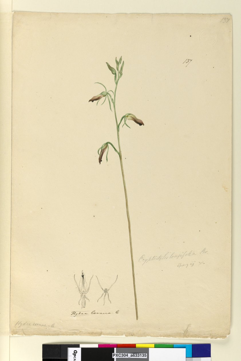 Side 137. Cryptostylis longifolia, c.1803-06 (wc, pen, blæk og blyant) af John William Lewin