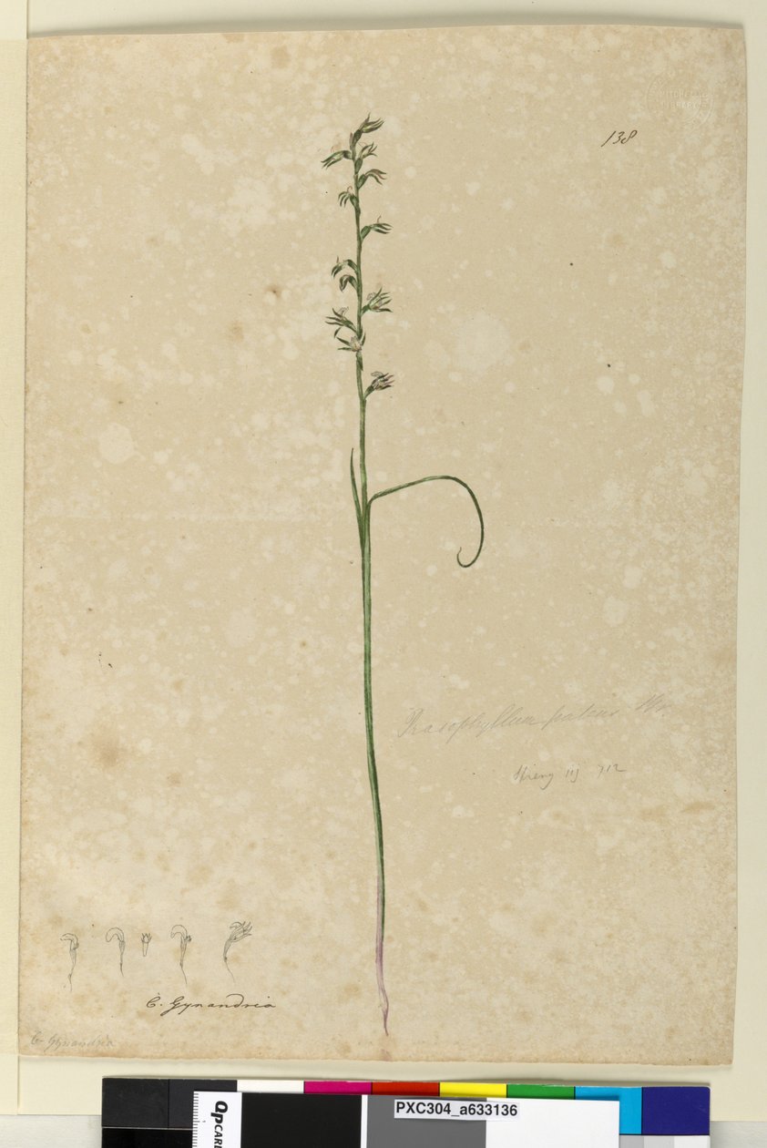 Side 138. Prasophyllum patens, ca. 1803-06 (wc, kuglepen, blæk og blyant) af John William Lewin