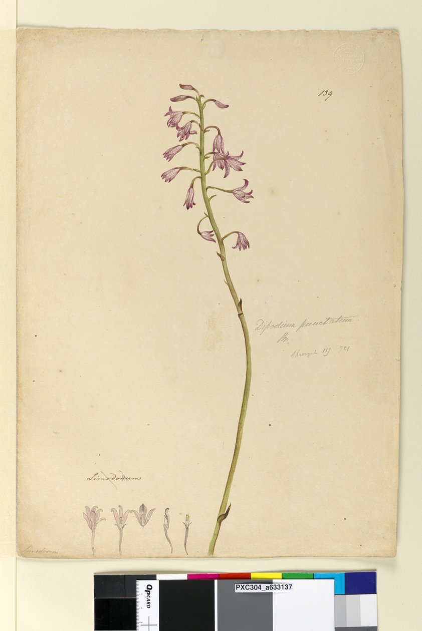 Side 139. Dipodium punctatum, c.1803-06 (wc, pen, blæk og blyant) af John William Lewin