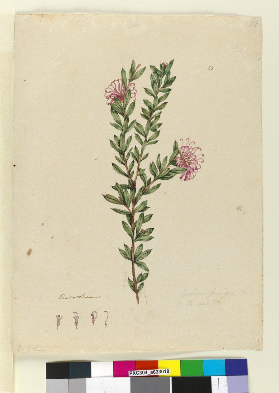Side 13. Grevillea punicea, c.1803-06 (wc, kuglepen, blæk og blyant) af John William Lewin