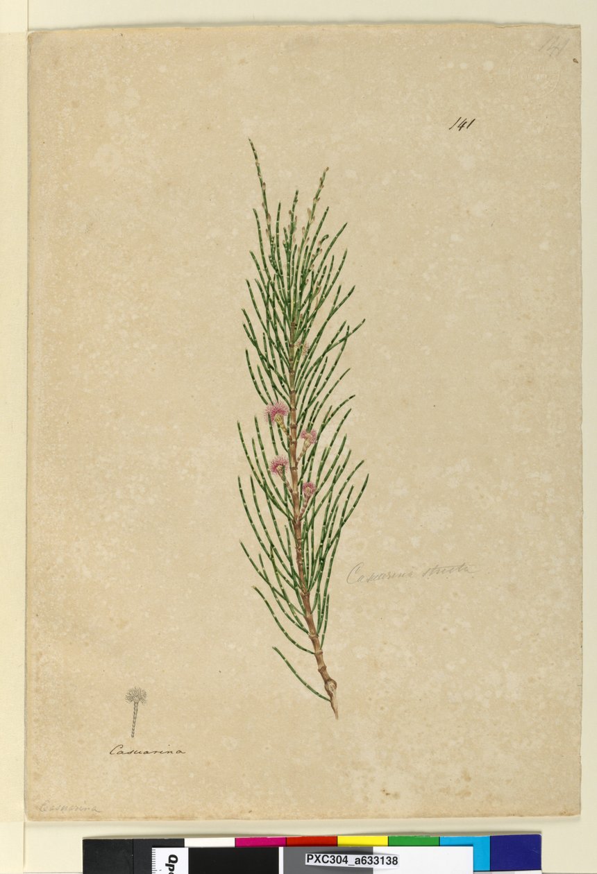 Side 141. Casuarina strictaAllocasuarina verticillata, c.1803-06 (wc, pen, blæk og blyant) af John William Lewin