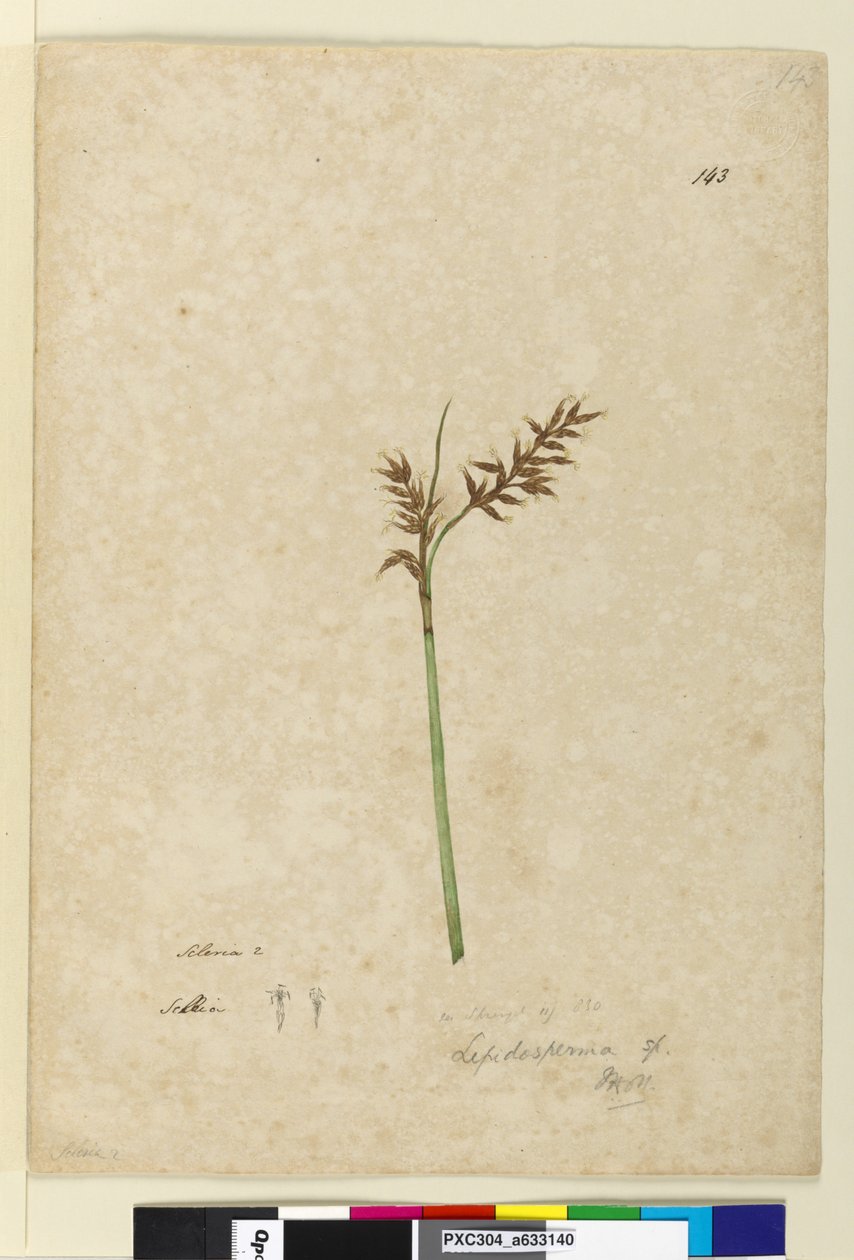 Side 143. Lepidosperma, ca. 1803-06 (wc, pen, blæk og blyant) af John William Lewin