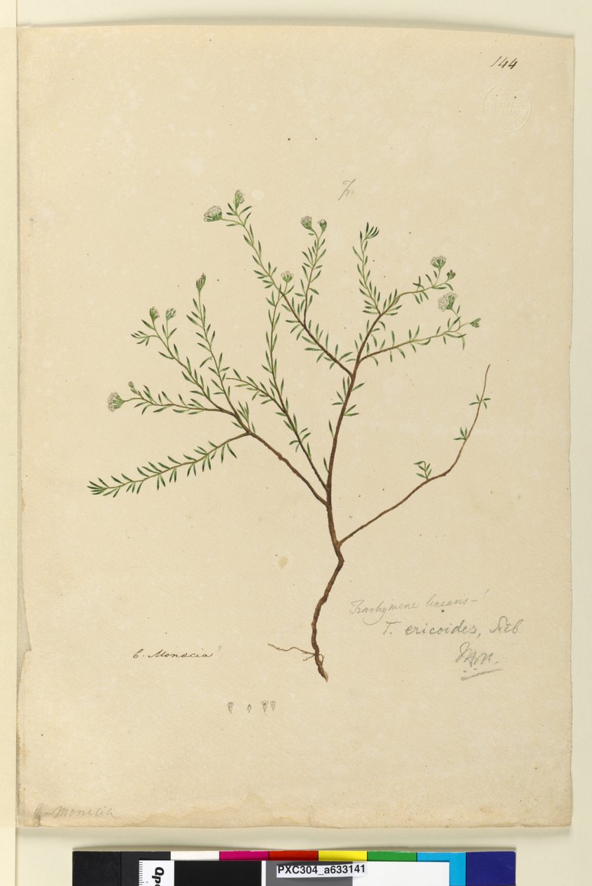 Side 144. Trachymene linearis, ca. 1803-06 (wc, pen, blæk og blyant) af John William Lewin