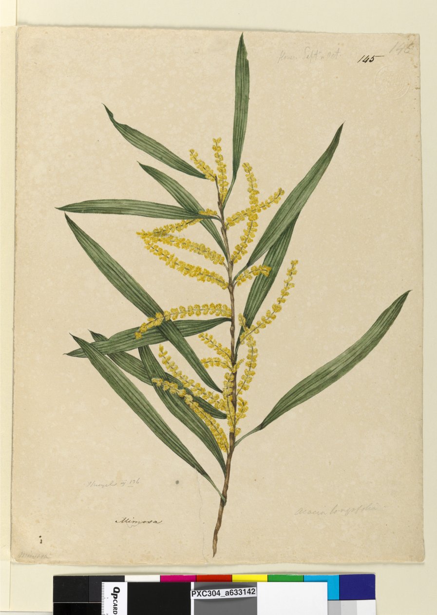 Side 145. Acacia longifolia, ca. 1803-06 (wc, pen, blæk og blyant) af John William Lewin