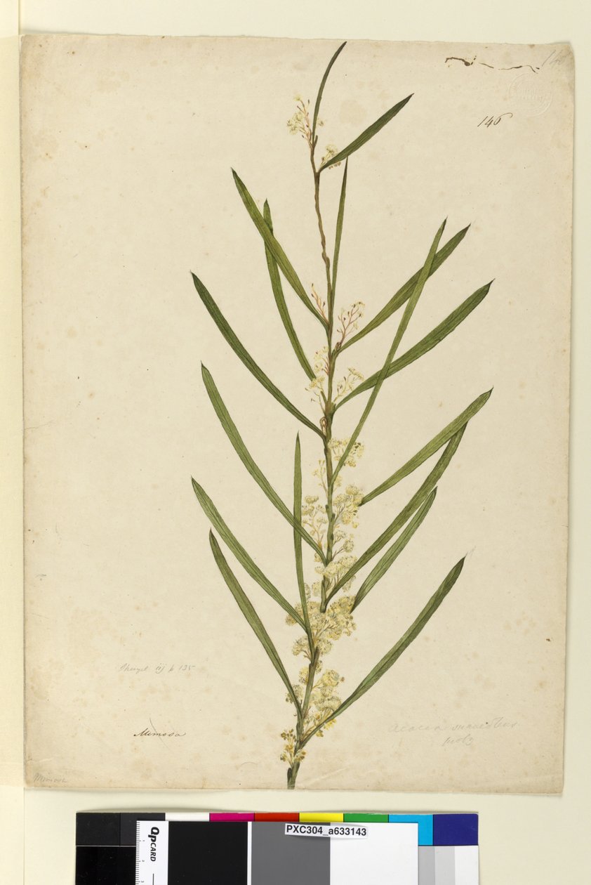 Side 146. Acacia suaveolens, ca. 1803-06 (wc, pen, blæk og blyant) af John William Lewin