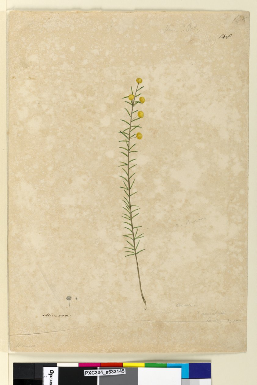 Side 148. Acacia aciculares, ca. 1803-06 (akvarel, pen, blæk og blyant) af John William Lewin