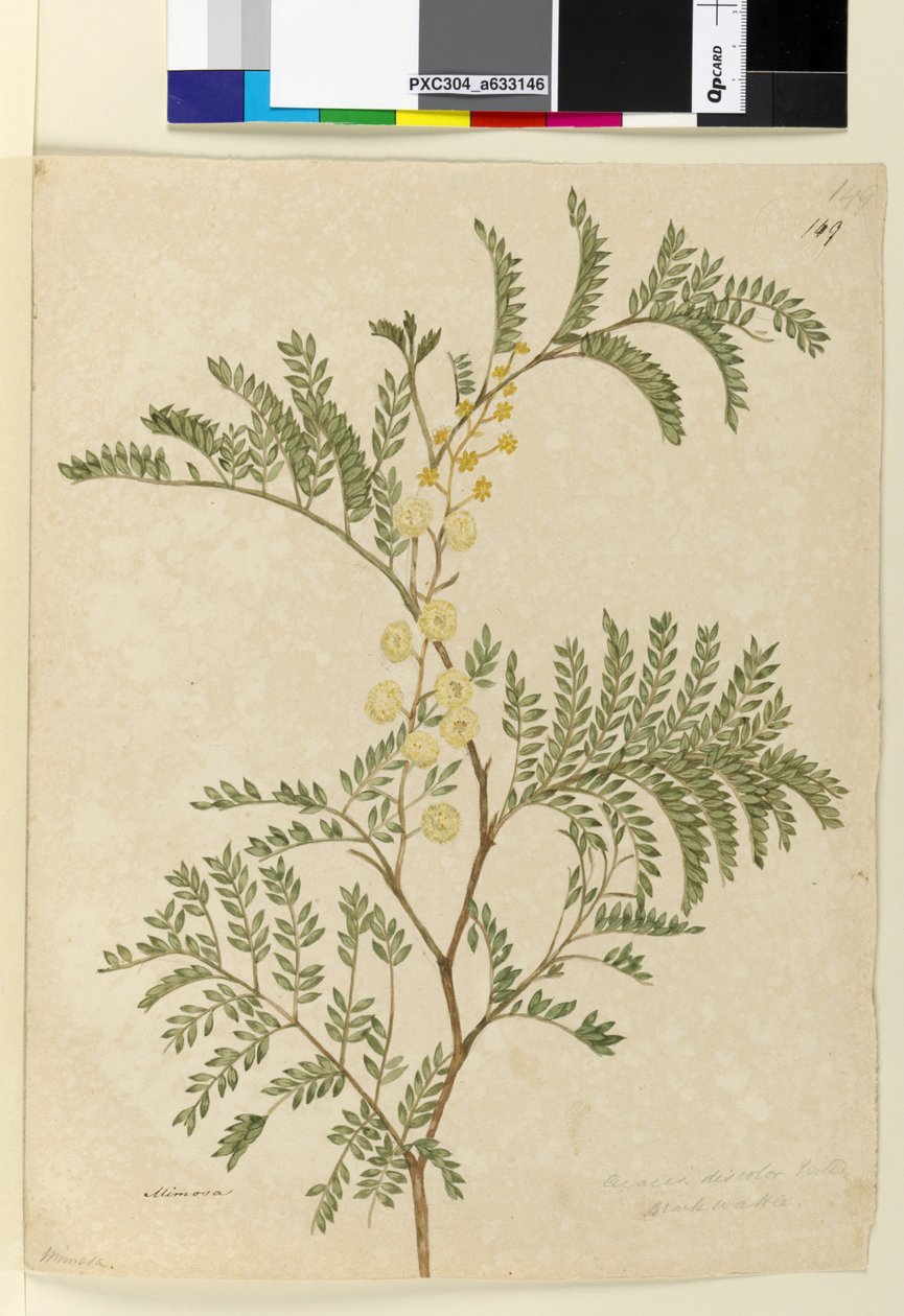Side 149. Acacia discolorAcacia terminalis, ca. 1803-06 (wc, pen, blæk og blyant) af John William Lewin