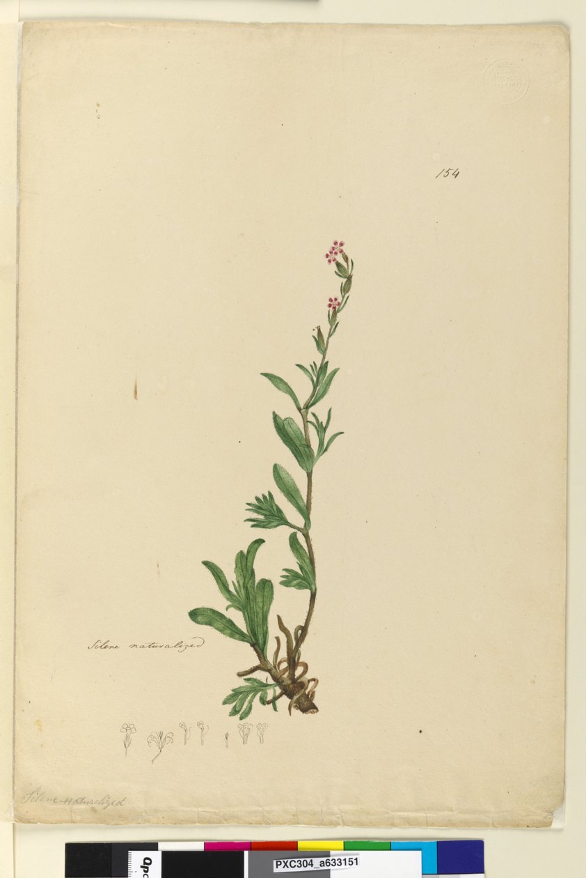 Side 154. Silene naturaliseret, ca. 1803-06 (wc, pen, blæk og blyant) af John William Lewin